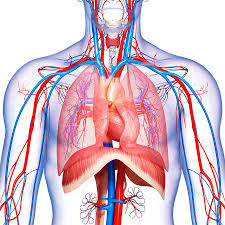Other important structures, such as the pleura, only become visible when abnormal, and some are not visible at all, such as the phrenic nerve. Chest Anatomy Photograph By Pixologicstudio Science Photo Library