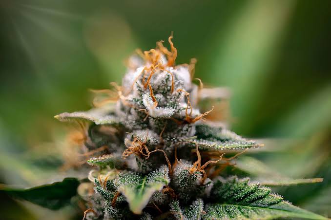 Close-up of Lemon Cherry Swirl weed showing frosty trichomes and orange pistils