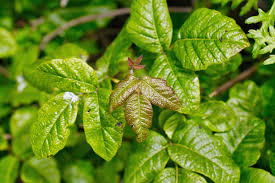 identify poison oak and treat rashes