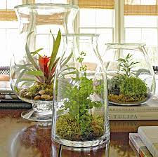 Plant A Beautiful Terrarium