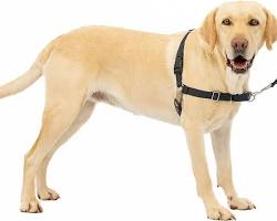 PetSafe Easy Walk No-Pull Dog Harness