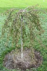 These woody bushes will top out around 15 feet tall and 12 feet across. Miniature Weeping Willow Trees To Plant Weeping Cherry Tree Weeping Willow Tree