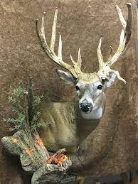 Deer Whitetail Shoulder Mounts Wall