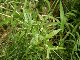 khet papra or carpet weed oldenlandia