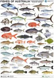 Poster Temperate Fish Fish Chart Salt Water Fish Fish