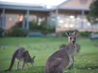 You Can Golf With 300 Kangaroos at a Golf Course in Australia