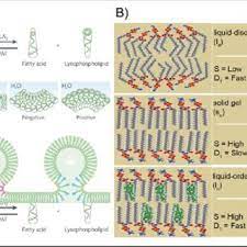 membrane lipid structure exles of
