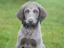 the unique long haired weimaraner ukpets