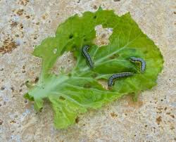 how to identify common gardening pests