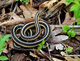 minnesota seasons common garter snake