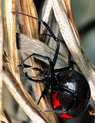 Dogs and cats bitten by black widow spiders may. Black Widow Spider Oklahoma Department Of Wildlife Conservation