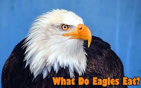 what do eagles eat eagles t by