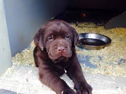Labrador , purebred black labrador puppies available: Home