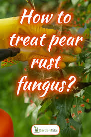 how do you treat pear rust fungus