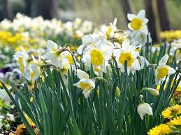 Spring Blooming Bulbs To Plant In Fall