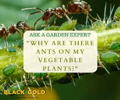 ants on my vegetable plants