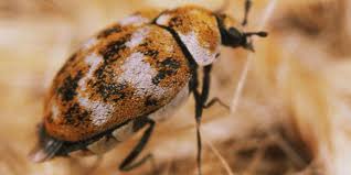 carpet beetles