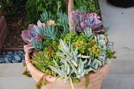 Succulent Container Garden Designs