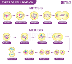 cell division mitosis meiosis and