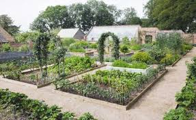 vegetable garden and what to grow