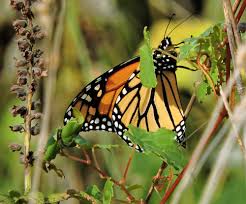 Why Are Monarch Butterflies Vanishing Find Out All About It