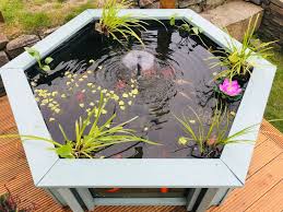 lily garden aquarium raised fish pond