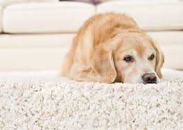 pet urine and odor treatment in