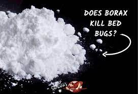 borax for bed bugs safe and effective