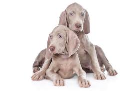 Use the search tool below and browse adoptable. How Much Does A Weimaraner Really Cost Complete Guide Petbudget