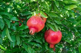 how to grow and care for pomegranate trees