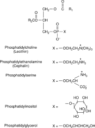 phospholipid an overview