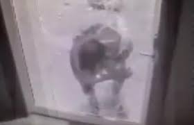 Bar Burglar Deftly Crawls Through Hole