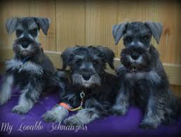 Find standard schnauzer puppies and breeders in your area and helpful standard schnauzer information. My Lovable Schnauzers Miniature Schnauzer Puppies For Sale In Your Area