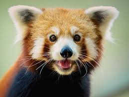 eight amazing red panda facts science