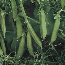 Growing sugar snap peas | 7 tips for healthy plants last updated 9/4/2020 what is healthy and sweet that can be added to stir fry or into your salads? Sugar Lace Ii Pea Seeds From Park Seed