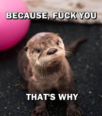 otter memes #angry memes | Stuff That Cracks Me Up | Pinterest ... via Relatably.com