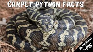 carpet python facts and information