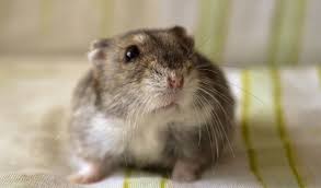In captivity, this does not always happen. Winter White Russian Dwarf Hamster Online Shopping