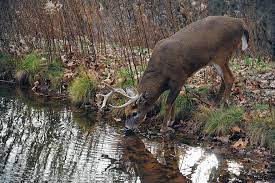 Water Source Important For Deer Hunting