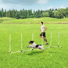 dog agility training equipment set