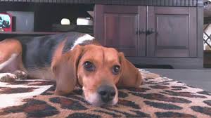 Hallo leute,ich möchte mir gerne einen beagle kaufen.ich bin mir aber nicht sicher ob man beagle in der wohnung halten kann.viel wald und wiesen sind ja vorhanden, jedoch weis ich nicht wie viel platz ein beagle sonst so brauch. Happy End Fur Eine Versuchshundin Tiere Suchen Ein Zuhause Fernsehen Wdr