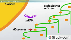 peptide bonds in genetic translation