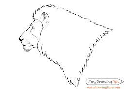 how to draw a lion full body step by