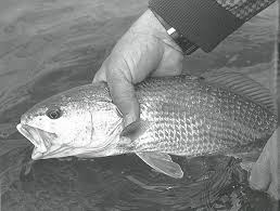the catch the red drum first in fish