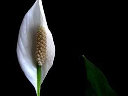 peace lily care guide best practices