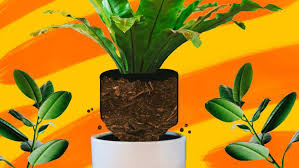The Ultimate Guide To Maintaining Your Indoor Plant Jungle