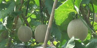 Hasil gambar untuk kebun melon