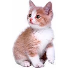 Download and use 7,000+ kitten stock photos for free. Kitten Meaning Of Kitten In Longman Dictionary Of Contemporary English Ldoce