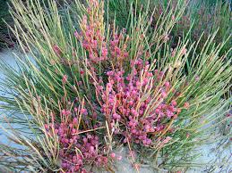 Ephedra fragilis - Wikipedia