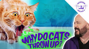 why do cats throw up so much you